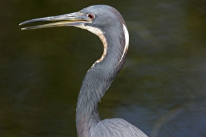 Images Dated 16th February 2006: Tricoloured heron