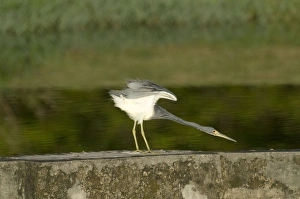 Images Dated 13th December 2008: Tricoloured Heron - stretching neck and wings - on wall at water treatment plant