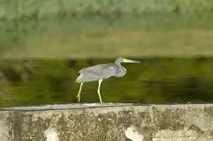 Tobago Prints: Tricoloured Heron - Walking along wall at water treatment plant - Tobago