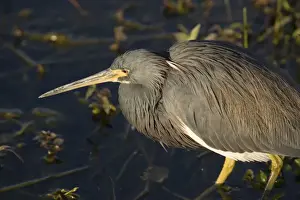 Fish Eater Prints: Tricoloured Heron - In water. USA