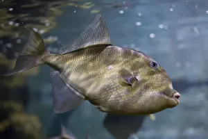 Trigger fish - Aquariumgalicia Reboredo Galicia Spain