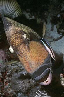 Images Dated 9th May 2006: Triggerfish - & Cleaner Wrasse, this large Triggerfish sits quietly while the little Wrasse picks