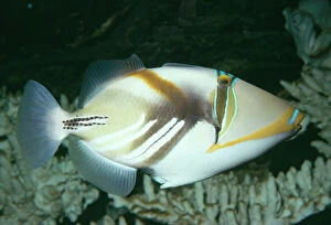 Images Dated 28th July 2005: Triggerfish / Picasso / White-barred Fish
