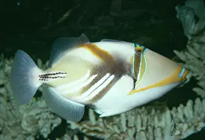 Indo Pacific Prints: Triggerfish / Picasso / White-barred Fish