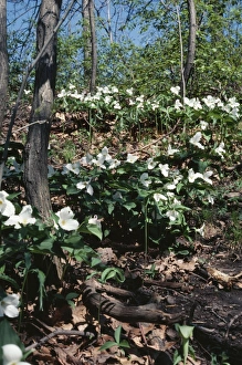 Images Dated 27th May 2005: Trillium Woods
