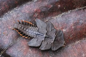 Images Dated 10th December 2008: Trilobite Beetle - Gunung Leuser National Park - Northern Sumatra - Indonesia