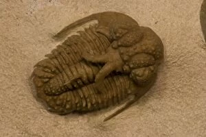 Images Dated 31st January 2006: Trilobite Fossil (Hoplolichoides conicotuberculatus) - Wolhow River Russia - Middle Ordovician