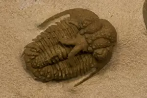 Trilobite Prints: Trilobite Fossil (Hoplolichoides conicotuberculatus) - Wolhow River Russia - Middle Ordovician