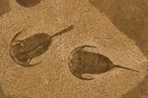 Images Dated 31st January 2006: Trilobite Fossil - Russia - Cambrian