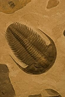 Images Dated 31st January 2006: Trilobite Fossil - Yakutia Russia - Lower Cambrian