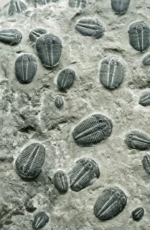 Images Dated 3rd December 2008: Trilobites Fossil - Cambrian Period