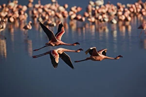 Images Dated 29th April 2008: Trio of Lesser Flamingos in flight, Lake