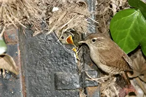 Troglodyte au nid Wren Troglodytes troglodyte