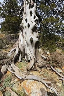 Cyprus Gallery: Troodos Black Pine