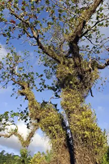 Almond Prints: Tropical Almond Tree - with Orchid (Acampe pachyglossa) on. Mayotte Island Indian Ocean