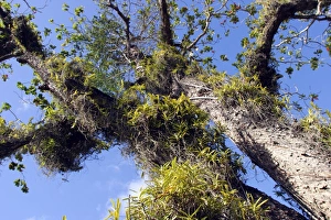 Images Dated 22nd July 2003: Tropical Almond Tree - with Orchid (Acampe pachyglossa) on. Mayotte Island Indian Ocean