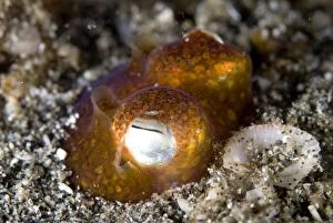 Tropical Bottletail Squid buried in sand