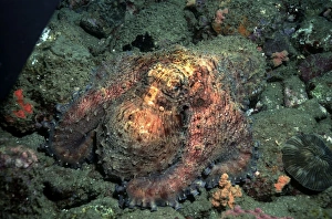 Images Dated 9th December 2004: Tropical Day Octopus - is a camouflage expert, it lays up to 6000 000 eggs which hatch into tiny