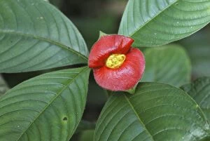 Tropical Flower (Cephaelis elata)