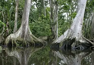 Tropical Forest