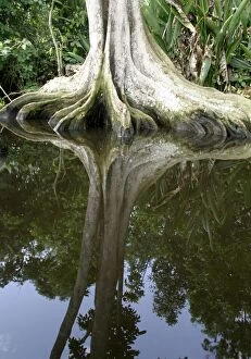 Tropical Forest - Buttress roots