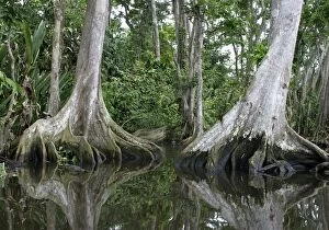 Tropical Forest - Buttress roots in water