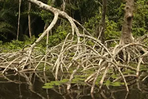 Tropical Forest Habitat of the Chimpanzees Concuati, Congo, Central Africa