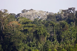 Images Dated 30th August 2006: Tropical forest Upstream from Puerto Maldonado, the Tambopata Nature Reserve