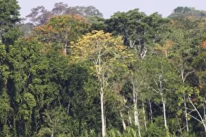 Images Dated 30th August 2006: Tropical Forest Upstream from Puerto Maldonado, the Tambopata Nature Reserve