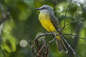 Images Dated 18th November 2016: Tropical Kingbird, Los Llanos, Colombia