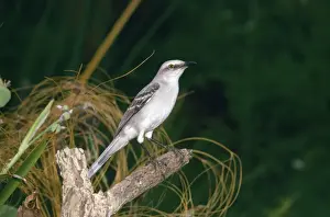 Mockingbird Prints: Tropical Mockingbird