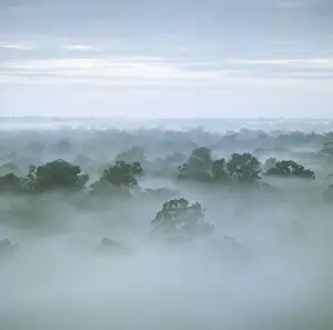 Canopy Prints: Tropical rain forest at dawn, Raleighvallen Voltzberg National Park