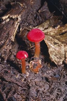 Images Dated 4th November 2005: Tropical Rain Forest Fungus Amazon Basin, South America