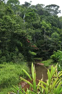 Habtiat Prints: Tropical rainforest - Andasibe-Mantadia National Park - East-central Madagascar