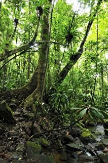 Tropical rainforest with Birds Nest Fern