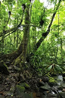 Birds Nest Prints: Tropical rainforest with Bird's Nest Fern - Masoala National Park - Madagascar