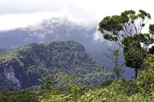 Images Dated 25th February 2006: Tropical Rainforest - Bolivar State - Venezuela