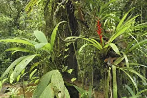 Tropical rainforest with bromeliad San Cipriano Reserve, Cauca, Colombia