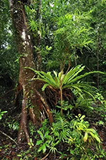 Habtiat Prints: Tropical rainforest with buttress root