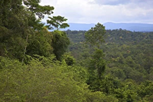 Tropical rainforest, Cardamom Mountains