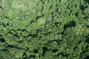 Canopy Prints: Tropical Rainforest Central Suriname Nature Reserve South America