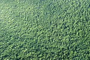 Tropical Rainforest Central Suriname Nature Reserve South America