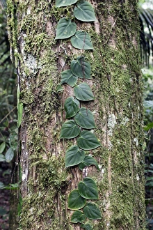 Images Dated 9th February 2007: Tropical Rainforest - close-up of tree Central Suriname Nature Reserve South America