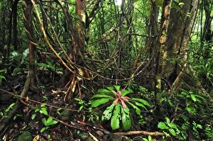 Images Dated 25th January 2008: Tropical rainforest with liana or vine