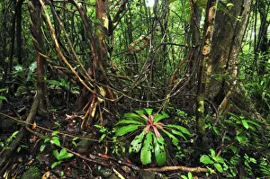 Liana Prints: Tropical rainforest with liana or vine at Masoala National Park - Madagascar