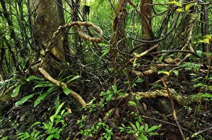 Vine Prints: Tropical rainforest with liana or vine at Masoala National Park - Madagascar