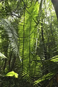Liana Prints: Tropical rainforest with lianas Cockscomb Basin Wildlife Sanctuary Belize