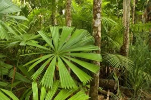 Tropical rainforest - with lots of beautiful Licuala Fan Palms