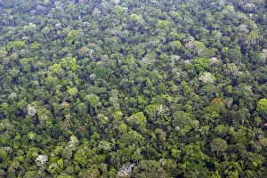 Tropical Rainforest - upstream from Puerto Maldonado, the Tambopata Nature Reserve (officially called the Tambopata-Candamo Reserve Zone, or TRZ) is a massive tract of humid subtropical rainforest in the department of Madre de Dios