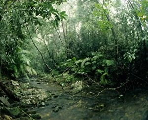 Tropical rainforest - in wet season. Kuranda Range